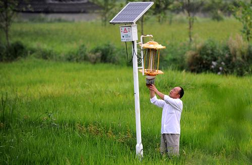 一名農(nóng)民在江西省豐城市董家鎮(zhèn)泉溪村有機(jī)水稻基地進(jìn)行田間管理(2012年8月8日攝)。新華社記者 周科 攝