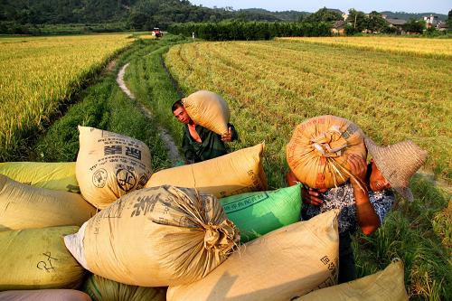 7月11日,在江西宜春靖安縣萬畝早稻超級稻示范區(qū),仁首鎮(zhèn)石下村農(nóng)民搬運剛收割的早稻超級稻。 新華社發(fā)(徐仲庭 攝)