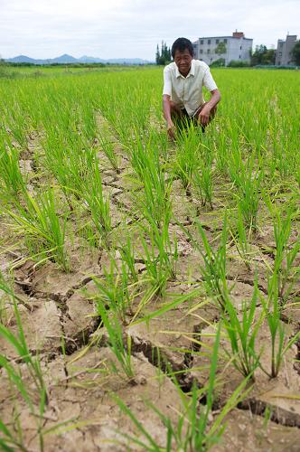 8月15日,江西東鄉(xiāng)縣鄧家鄉(xiāng)的一位村民在干旱的田地上。新華社記者 胡晨歡 攝