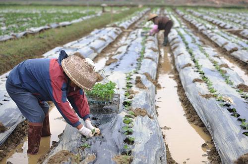 12月18日,海南省瓊海市嘉積鎮(zhèn)的農(nóng)民在田間補(bǔ)種辣椒。新華社發(fā)(蒙鐘德 攝)