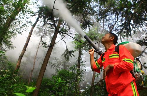 6月3日,工作人員在江西廬山林區(qū)噴灑藥粉。近日,江西省九江市有關部門對廬山風景區(qū)范圍內(nèi)10.3萬畝松林噴灑農(nóng)藥、設置誘捕器,消除傳播松材線蟲病的主要媒介昆蟲——松褐天牛,以達到為松林“防癌”的目的。松材線蟲病是松樹的一種毀滅性病害,具有致病力強、傳播速度快、除治難度大等特點,被稱為松樹的“癌癥”。新華社發(fā)(張海巖 攝)
