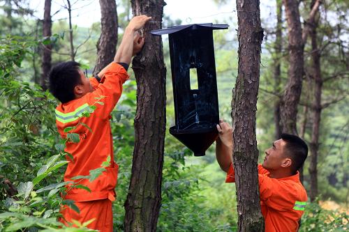 6月3日,工作人員在江西廬山林區(qū)設置誘捕器,消除松褐天牛。新華社發(fā)(張海巖 攝)