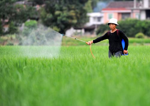 8月14日,南豐縣白舍鎮(zhèn)河?xùn)|村50歲的村民方木蘭在引水灌溉后給晚稻田打藥。新華社記者 周科 攝