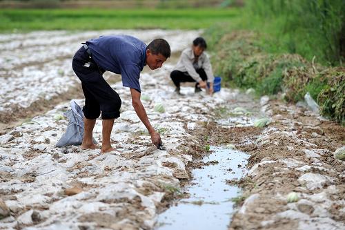 8月14日,南豐縣白舍鎮(zhèn)河?xùn)|村的兩名村民在受旱的農(nóng)田搶種玉米。新華社記者 周科 攝