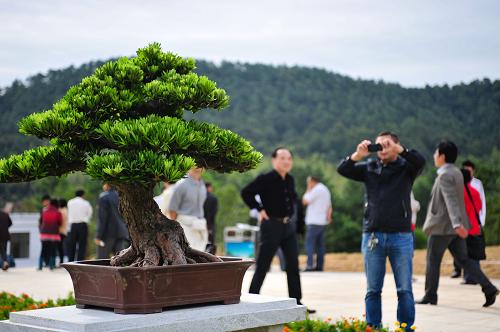 9月25日,前來(lái)參觀的愛(ài)好者在活動(dòng)現(xiàn)場(chǎng)拍照留念。當(dāng)日,第七屆世界盆景友好聯(lián)盟大會(huì)和第十二屆亞太盆景賞石大會(huì)在江蘇金壇市開(kāi)幕,為期3天的盛會(huì)吸引了來(lái)自中國(guó)、美國(guó)、日本、德國(guó)等20多個(gè)國(guó)家和地區(qū)的近萬(wàn)名盆景藝術(shù)家和愛(ài)好者參加。新華社發(fā)(李響 攝)