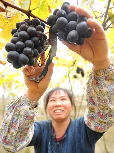 12月21日,在廣西百色市平果縣果化鎮(zhèn)永定村百布屯,壯族村民農(nóng)花桃在自家果園里摘收葡萄。新華社發(fā)(羅郅肯 攝)