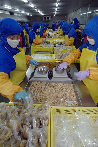 4月19日,在山東省文登市山泰食品有限公司,工人正在加工出口日本的訂單食品。 “3·11”強(qiáng)震及其引發(fā)的海嘯和核泄漏事件重創(chuàng)了日本農(nóng)業(yè)。作為威海市唯一一家對(duì)日本出口豬肉產(chǎn)品的農(nóng)業(yè)產(chǎn)業(yè)化重點(diǎn)龍頭企業(yè),文登市山泰食品有限公司克服豬肉價(jià)格上揚(yáng)、人員工資上漲等因素,在不提價(jià)的情況下,保質(zhì)保量供應(yīng)日本市場(chǎng)。 新華社記者 郭緒雷 攝