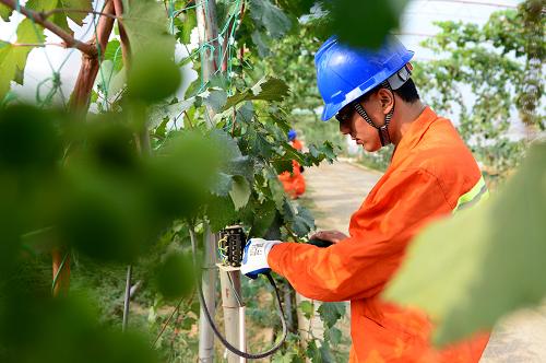 9月17日,國家電網(wǎng)威海供電公司的工作人員在一家采摘園排查用電安全隱患。 隨著中秋假期的臨近,山東省威海市鄉(xiāng)村游進(jìn)入旺季,為保障市民在安全的環(huán)境中享受采摘樂趣,國家電網(wǎng)威海供電公司組織黨員服務(wù)隊深入市區(qū)周邊休閑采摘園,排查用電安全隱患。 新華社記者 郭緒雷 攝