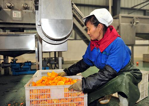12月14日,工人在湖北宜昌秭歸縣一家食品公司的柑橘加工生產(chǎn)線上收集切割好的果品。 新華社發(fā)(王輝富 攝)