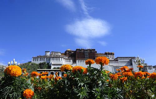 8月5日,拉薩布達(dá)拉宮廣場布置鮮花,準(zhǔn)備迎接“雪頓節(jié)”。 新華社記者 覺果 攝