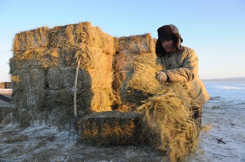 1月15日,一名牧民在內(nèi)蒙古錫林郭勒盟蘇尼特右旗賽汗塔拉鎮(zhèn)都呼木嘎查(村)的棚圈旁取救災(zāi)草料。連日的寒潮和暴風(fēng)雪災(zāi)害導(dǎo)致內(nèi)蒙古烏蘭察布市、錫林郭勒盟、巴彥淖爾市、赤峰市等地農(nóng)村牧區(qū)生產(chǎn)陷入困境。重災(zāi)區(qū)之一錫林郭勒盟蘇尼特右旗政府救災(zāi)部門已緊急調(diào)動資金400萬元,用于一線3000多戶災(zāi)民、90多萬頭(只)牲畜過冬。截至1月16日,已調(diào)運并發(fā)放草料1000多萬公斤,目前蘇尼特右旗災(zāi)區(qū)仍有50多萬頭(只)牲畜越冬困難。新華社記者 張領(lǐng) 攝