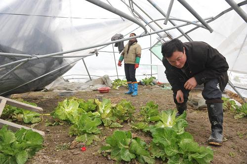 1月23日,貴州玉屏侗族自治縣平溪鎮(zhèn)茅坪村村民姚原林在已被大雪壓垮的蔬菜大棚內(nèi)檢查蔬菜受損情況。新華社記者 歐東衢 攝