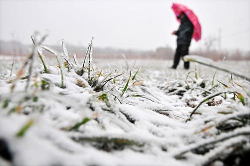 這是2月27日在山東省青州市拍攝的被積雪覆蓋的冬小麥。從2月25日夜間開始,山東自西向東喜迎降水,截至27日上午10時(shí),山東平均降水量超過13毫米。目前,山東省部分地區(qū)的降雨降雪過程還在繼續(xù),此次降水將持續(xù)到28日白天。據(jù)了解,這次降水基本都落在了最干旱的魯西南地區(qū),將在很大程度上緩解當(dāng)?shù)睾登?。新華社發(fā)(王繼林 攝)