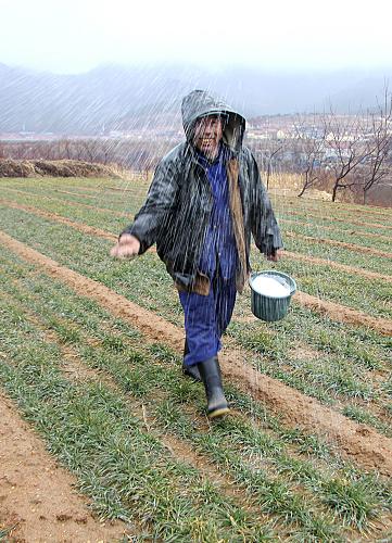 2月27日,山東省威海市環(huán)翠區(qū)羊亭鎮(zhèn)貝草夼村村民王宗國冒雨在麥田里給小麥追肥。 新華社發(fā)(于啟波 攝)