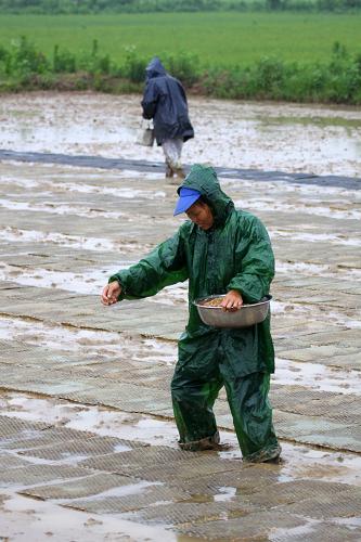 6月3日,江西省都昌縣北山鄉(xiāng)跑馬巷村村民冒雨播種晚稻。當(dāng)日,位于江西省北部的都昌縣大部分地區(qū)出現(xiàn)小雨天氣,使旱情得到一定緩解。當(dāng)?shù)剞r(nóng)民抓住雨后有利時(shí)機(jī),搶耕搶播,全力抓好農(nóng)業(yè)生產(chǎn)。新華社發(fā)(傅建斌 攝)