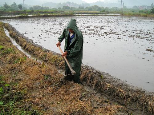 6月3日,江西省靖安縣仁首鎮(zhèn)石上村農(nóng)民冒雨清理溝渠,引水灌溉。新華社發(fā)(徐仲庭 攝)