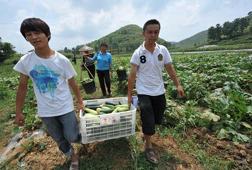 8月9日,在貴州省龍里縣洗馬鎮(zhèn)羊昌村,農(nóng)民王玉成(右一)和他請的小工在采收蔬菜。當日,記者在貴州省黔南布依族苗族自治州龍里縣洗馬鎮(zhèn)看到,由于受持續(xù)干旱影響,加之沒有水利灌溉設(shè)施,該鎮(zhèn)羊昌村的蔬菜種植大戶損失嚴重。據(jù)蔬菜種植大戶王玉成介紹,他種植的南瓜兩月前每畝每天可收500多公斤,而現(xiàn)在40畝只能收到500余公斤。同時補種的30多畝秧苗一月過去仍然沒發(fā)芽。新華社記者 楊楹 攝