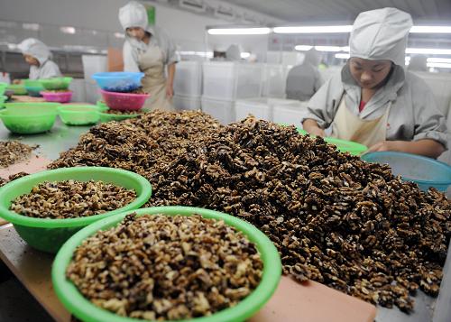 8月26日,在汾陽市汾州裕源土特產(chǎn)品有限公司,工人在分揀核桃仁。山西省汾陽市是著名的“汾州核桃”主產(chǎn)區(qū),是我國核桃種植、加工和出口大市。近年來,汾陽市大力發(fā)展核桃產(chǎn)業(yè),現(xiàn)有核桃林面積50萬余畝,年產(chǎn)量1萬噸,核桃加工企業(yè)60余個,產(chǎn)品遠(yuǎn)銷歐美等10余個國家和地區(qū),年出口創(chuàng)匯1億多元。新華社記者 燕雁 攝