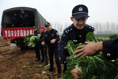 11月22日,公安民警在即墨市移風(fēng)鎮(zhèn)院上村地頭收購大白菜,僅青島市公安局一家單位一次就采購了8萬公斤。近日,山東省青島市農(nóng)業(yè)、商務(wù)等相關(guān)部門采取和強(qiáng)化多種措施,組織蔬菜產(chǎn)地和城市社區(qū)、企事業(yè)結(jié)對,上門收菜實施平價直銷,并通過“農(nóng)社對接”(周末車載蔬菜進(jìn)社區(qū))、“農(nóng)超對接”、“農(nóng)校對接”、“農(nóng)農(nóng)對接”(農(nóng)貿(mào)市場和蔬菜生產(chǎn)基地、農(nóng)業(yè)合作社對接)、開通大白菜銷售專線、加大蔬菜計劃儲備力度等,一定程度上緩解了蔬菜賣難買貴的難題。據(jù)介紹,青島市市郊36家蔬菜基地已與市內(nèi)近30個社區(qū)對接,由田間直供社區(qū)減少了中間流通環(huán)節(jié),蔬菜價格比市場價格低10%至40%。新華社記者 李紫恒 攝