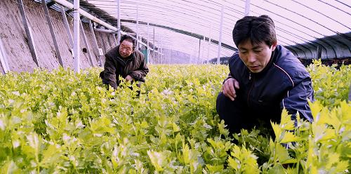1月23日,內(nèi)蒙古烏蘭浩特市義勒力特鎮(zhèn)的菜農(nóng)在進(jìn)行溫室菜的田間管理。地處內(nèi)蒙古東北部的烏蘭浩特市加大蔬菜基地建設(shè),用地產(chǎn)菜加外運(yùn)菜的方式降低市場(chǎng)蔬菜價(jià)格,保障市民菜籃子。目前,烏蘭浩特市蔬菜種植面積超過22000畝,產(chǎn)量達(dá)到7400多萬(wàn)公斤。新華社記者 李欣 攝