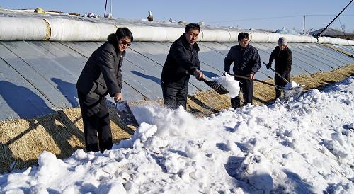 1月23日,內(nèi)蒙古烏蘭浩特市義勒力特鎮(zhèn)的干部在幫助菜農(nóng)清除大棚周邊的積雪。新華社記者 李欣 攝