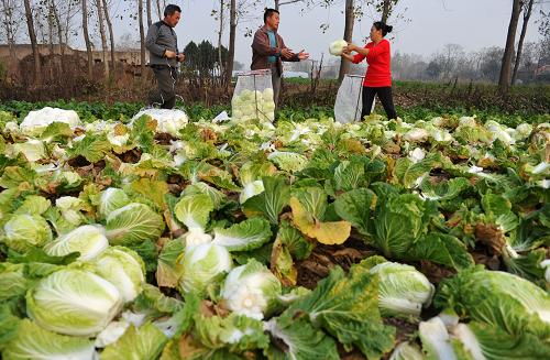 11月16日,在懷遠(yuǎn)縣沙溝村大白菜主產(chǎn)區(qū),幾名農(nóng)民在裝運(yùn)大白菜。進(jìn)入11月份以來(lái),安徽省懷遠(yuǎn)縣1500畝早熟大白菜陸續(xù)上市,總產(chǎn)量約4000噸。由于今年全國(guó)大白菜價(jià)格持續(xù)走低,懷遠(yuǎn)縣大白菜出現(xiàn)滯銷(xiāo)現(xiàn)象,一些白菜種植戶種植的成熟大白菜無(wú)法上市。盡管當(dāng)?shù)卣淹ㄟ^(guò)組織蔬菜合作社與大型超市及賣(mài)場(chǎng)進(jìn)行農(nóng)超對(duì)接,并引導(dǎo)蔬菜加工企業(yè)進(jìn)行收購(gòu),但由于供大于求,懷遠(yuǎn)大白菜的銷(xiāo)售價(jià)格只能維持在每斤0.07元左右。據(jù)當(dāng)?shù)剞r(nóng)民介紹,一畝地能夠收獲7000斤大白菜,按照每斤0.07元的價(jià)格,今年一畝地大白菜的總收入大概在500元左右,而種植一畝大白菜所需種子、肥料、農(nóng)藥等成本卻超過(guò)500元。