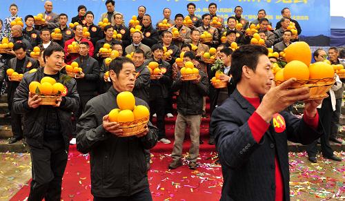 11月17日,臍橙種植戶在展示自家的臍橙。位于三峽庫區(qū)內(nèi)的湖北省秭歸縣是著名的“中國臍橙之鄉(xiāng)”,全縣有11個鄉(xiāng)鎮(zhèn)5萬農(nóng)戶種植臍橙,臍橙總種植面積達23萬畝。近年來,秭歸縣大力調(diào)整品種結(jié)構(gòu),紐荷爾、福羅斯特等優(yōu)新臍橙品種的產(chǎn)量占到臍橙總產(chǎn)的50%以上。目前,秭歸臍橙已銷往全國30個省市自治區(qū)的50多個大中型城市,并出口到俄羅斯、新加坡等國家。