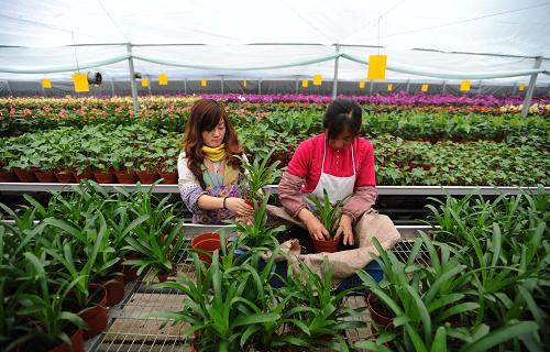 2月20日,在都江堰現(xiàn)代農(nóng)業(yè)科技示范園區(qū)蔬菜花卉組織培養(yǎng)區(qū),兩名工人在培育花卉苗。新華社記者 江宏景 攝
