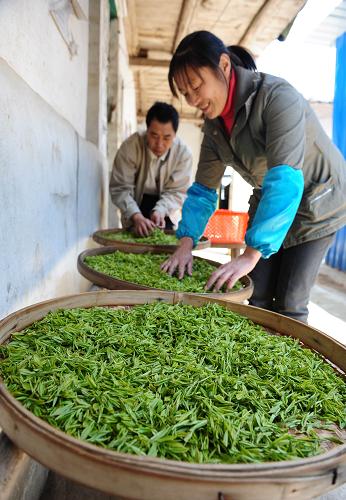 3月25日,在江西定南縣嶺北鎮(zhèn)南豐村天臺(tái)山白茶種植基地,茶農(nóng)對(duì)當(dāng)天采摘的茶葉進(jìn)行“晾青”。新華社發(fā)(劉海平 攝)