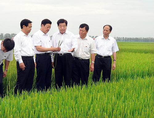 這是7月30日,賈慶林在農墾牡丹江管理局八五七農場水稻示范園仔細查看了解農作物長勢情況。 新華社記者 李濤 攝