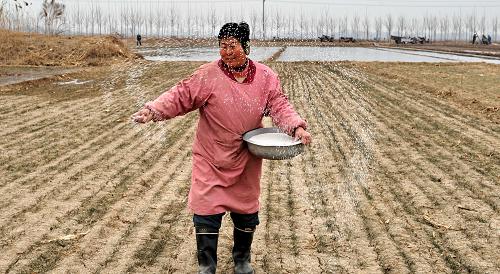 2月7日,河北省新河縣南馮村農(nóng)民楊國(guó)芬在給準(zhǔn)備澆灌的冬小麥追肥。新華社記者 楊世堯 攝