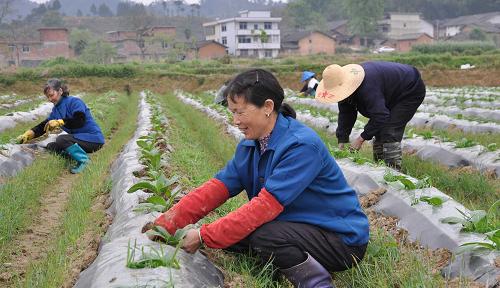 4月3日,勞務(wù)隊(duì)員在江西省會(huì)昌縣莊埠村種煙大戶(hù)的田里護(hù)理煙苗。新華社發(fā)(胡敦煌 攝)