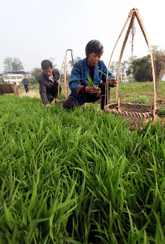 4月22日,四川省華鎣市永興鎮(zhèn)馬架坪村的農(nóng)民在田間起移政府部門免費(fèi)提供的旱育秧苗。新華社發(fā)(邱海鷹 攝)