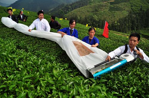 5月7日,在廣西三江布央有機(jī)生態(tài)茶基地,工作人員進(jìn)行茶葉機(jī)械化采摘操作演示。 當(dāng)日,廣西柳州市三江侗族自治縣八江鄉(xiāng)布央有機(jī)生態(tài)茶基地舉行茶葉機(jī)采演示,現(xiàn)代化機(jī)械采茶進(jìn)入侗鄉(xiāng)茶園。三江侗族自治縣有悠久的茶葉種植歷史,目前全縣茶園面積已發(fā)展到13.8萬(wàn)畝,當(dāng)?shù)貍鹘y(tǒng)的采茶方式為手工采摘,但相對(duì)來(lái)說(shuō)人工耗費(fèi)大,效率較難提高。新華社發(fā)