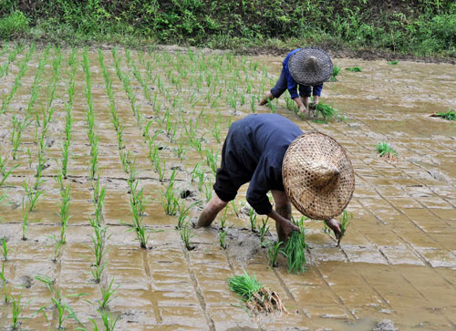 6月4日,江西婺源縣太白鎮(zhèn)太白村農(nóng)民在栽插中稻秧苗。新華社發(fā)(胡敦煌 攝)
