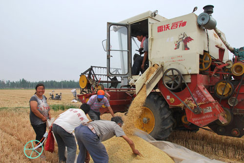 6月4日,河南省溫縣岳村鄉(xiāng)關(guān)白莊村農(nóng)民在收獲小麥。新華社發(fā)(徐宏星 攝)