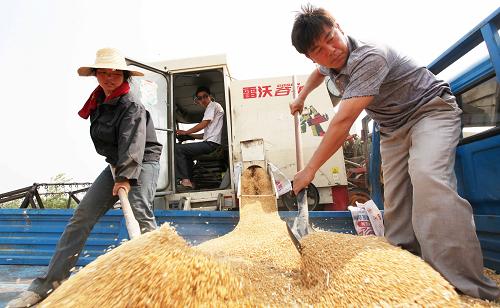 6月8日,安徽省淮北市濉溪縣農(nóng)民裝運收割機收獲的小麥。新華社發(fā)(李鑫 攝)