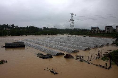 6月10日,湖南省婁底市石井鄉(xiāng)斗光村的草莓種植基地被雨水淹沒。新華社發(fā)(郭國權(quán) 攝)