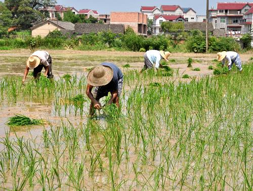 7月23日,江西德興市黃柏鄉(xiāng)農(nóng)民在稻田里栽插晚稻秧。新華社發(fā)(胡敦煌 攝)