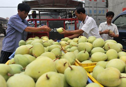 8月11日,工人在廣西田陽縣農(nóng)副產(chǎn)品綜合批發(fā)市場給芒果分類,準備包裝外銷。新華社記者 周華 攝
