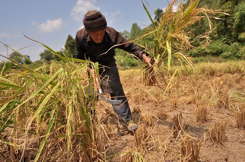 9月13日,在貴州銅仁地區(qū)印江土家族苗族自治縣新寨鄉(xiāng)大云社區(qū),農(nóng)民嚴(yán)循樹在收割因旱減產(chǎn)的水稻。 目前,銅仁地區(qū)農(nóng)民正抓緊時(shí)間搶收因旱減產(chǎn)的水稻,力爭(zhēng)做到顆粒歸倉(cāng),盡力減少旱災(zāi)帶來(lái)的損失。 新華社發(fā)(陳曉嵐 攝)
