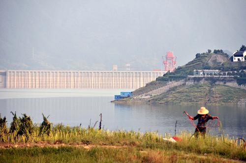 9月15日,一名農(nóng)民正在三峽大壩前的水庫(kù)岸邊收割芝麻。新華社記者 馮國(guó)棟 攝