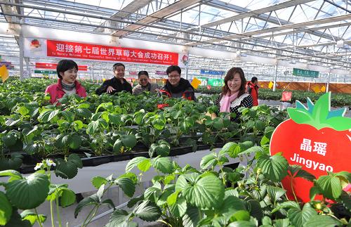 2月17日,參觀者在即將開幕的北京市昌平區(qū)國際草莓風(fēng)情展上先睹為快。歷經(jīng)4年的籌備,第七屆世界草莓大會(huì)將于2月18日至22日在北京昌平區(qū)召開。這是被譽(yù)為“草莓界的奧運(yùn)會(huì)”的世界草莓大會(huì)首次走進(jìn)亞洲來到中國。每4年舉辦一次的世界草莓大會(huì),是展現(xiàn)全球草莓最新科技前沿成果的學(xué)術(shù)盛會(huì)。草莓大會(huì)期間,來自全球的草莓優(yōu)新品種、各國的草莓文化及風(fēng)土人情將通過景觀造型全面展現(xiàn)。北京市昌平區(qū)草莓產(chǎn)值從2008年的2000多萬元迅速增長到2011年的1.8億元,今年預(yù)計(jì)將突破2.5億元。新華社發(fā)(胡慶明 攝)