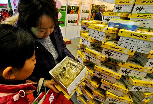 2月18日,在草莓博覽園展出的用于授粉的蜜蜂引起參觀者的興趣。新華社記者 張宇 攝