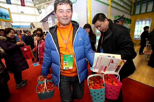 2月18日,企業(yè)工作人員運(yùn)送剛采摘來的新鮮草莓。新華社記者 李鑫 攝