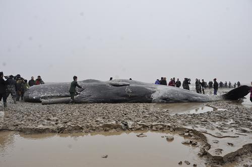 3月17日,邊防官兵在給一頭擱淺的抹香鯨撲水保濕。3月16日,4頭抹香鯨擱淺在江蘇省鹽城市新灘鹽場附近灘涂,體型最大的身長約20米、體重約30噸。獲知這一消息后,鹽城邊防支隊(duì)官兵立即趕往現(xiàn)場,輪班給鯨魚澆水保濕。目前,當(dāng)?shù)叵嚓P(guān)部門正商討后續(xù)處理方案。新華社發(fā)(夏俊 攝)