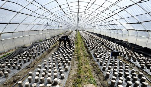 3月20日,一名技術(shù)人員在林芝地區(qū)仿野生天麻育種基地檢查仿野生木耳的長(zhǎng)勢(shì)。新華社記者 普布扎西 攝