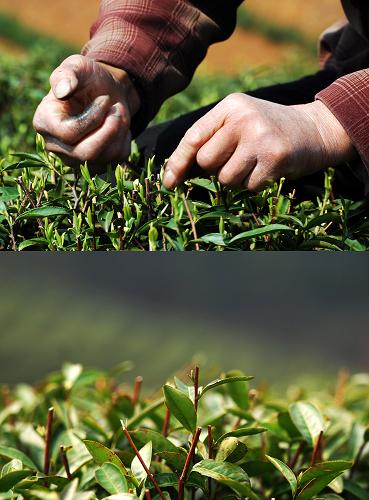這是一張拼版照片。上圖:2011年3月23日,江西九江廬山山北茶廠的采茶工在采摘廬山云霧茶;下圖:2012年3月21日,江西九江廬山山北茶廠的廬山云霧春茶長(zhǎng)勢(shì)欠佳。今年以來,受持續(xù)陰雨低溫天氣影響,江西廬山云霧春茶長(zhǎng)勢(shì)欠佳,近5萬畝春茶開采期較上年推遲半月左右,最快要到3月底才能全面開采,預(yù)計(jì)后期茶價(jià)將有所上升。新華社發(fā)(胡國林 攝)