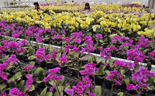 3月21日,在盛開(kāi)的蝴蝶蘭培育大棚里,隨處可見(jiàn)維吾爾族姑娘忙碌的身影。新一輪援疆工作啟動(dòng)后,由廣東省引進(jìn)的臺(tái)灣最大的蝴蝶蘭生產(chǎn)商之一的今日景藝生物科技有限公司落戶新疆伽師,打造集特色花卉研發(fā)、交易、食用菌培養(yǎng)、自然生態(tài)休閑觀光游為一體的高科技綜合農(nóng)業(yè)開(kāi)發(fā)示范園區(qū),并成為新疆最大的蝴蝶蘭生產(chǎn)基地。示范園區(qū)開(kāi)辦以來(lái),已經(jīng)有70余名當(dāng)?shù)厍嗄杲?jīng)過(guò)培訓(xùn)后在這里就業(yè),并有兩批、近百名各族青年被送往廣東接受培訓(xùn)??萍际痉秷@區(qū)的開(kāi)辦,為當(dāng)?shù)馗髯迩嗄晏峁┝嗽诩议T(mén)口就業(yè)的機(jī)會(huì)。新華社記者 沈橋 攝
