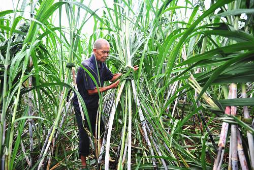 7月25日,廣西來賓市忻城縣城關(guān)鎮(zhèn)泮水村的農(nóng)民冒雨把被臺風(fēng)刮倒的甘蔗扶正。 今年以來登陸我國的最強(qiáng)臺風(fēng)“韋森特”給廣東、廣西、海南等地造成嚴(yán)重?fù)p失,使當(dāng)?shù)氐霓r(nóng)業(yè)生產(chǎn)受到較大影響。在各地農(nóng)業(yè)部門的指導(dǎo)下,廣大群眾積極采取措施開展生產(chǎn)自救,對受淹農(nóng)作物進(jìn)行及時排澇、扶正、搶收,努力把損失降到最低。 新華社發(fā)(樊紹光 攝)